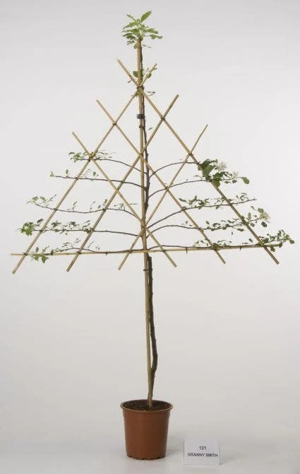 Lei-Appel (Malus Domestica 'Cox's Orange') 5 Lei-Appel (Malus Domestica 'Cox's Orange') - Afbeelding 3