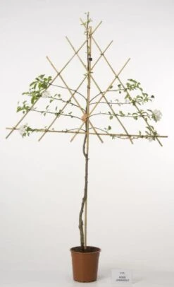 Lei-Appel (Malus Domestica 'Cox's Orange') 16 Lei-Appel (Malus Domestica 'Cox's Orange') -Aanbiedingen Groene Hekken Winkel 20080326223921 1 1