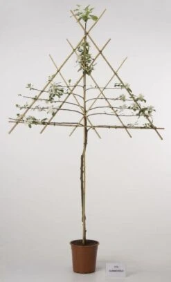 Lei-Appel (Malus Domestica 'Cox's Orange') -Aanbiedingen Groene Hekken Winkel 20080326224211 1