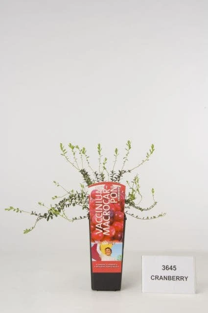 Veenbes (Vaccinium Macrocarpon Cranberry) 3 Veenbes (Vaccinium Macrocarpon Cranberry)