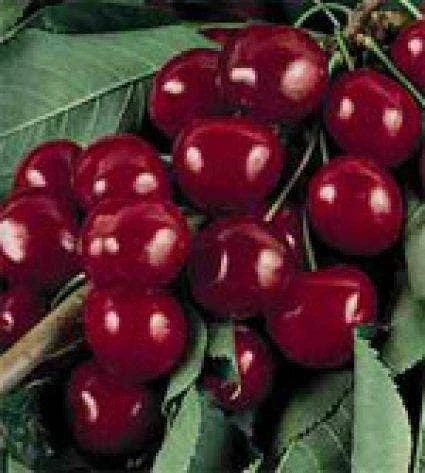 Lei-Kers (Prunus Avium 'Bigarreau Burlat') 3 Lei-Kers (Prunus Avium 'Bigarreau Burlat')