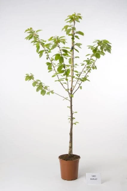 Kersenboom (Prunus Avium 'Hedelfinger Riesenkirsche') 8 Kersenboom (Prunus Avium 'Hedelfinger Riesenkirsche') - Afbeelding 6