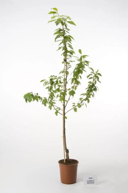 Kersenboom (Prunus Avium 'Hedelfinger Riesenkirsche') 7 Kersenboom (Prunus Avium 'Hedelfinger Riesenkirsche') - Afbeelding 5