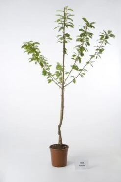 Kersenboom (Prunus Avium 'Hedelfinger Riesenkirsche') 12 Kersenboom (Prunus Avium 'Hedelfinger Riesenkirsche') -Aanbiedingen Groene Hekken Winkel 20080414153854 2 1