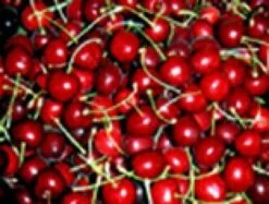 Kersenboom (Prunus Avium 'Lapins') 5 Kersenboom (Prunus Avium 'Lapins') -Aanbiedingen Groene Hekken Winkel 20080414154643 2