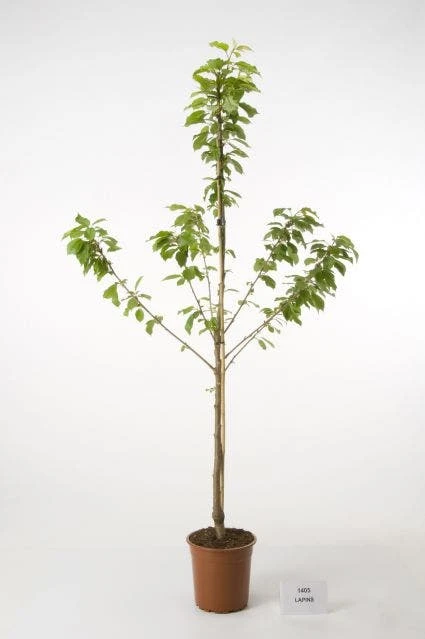 Kersenboom (Prunus Avium 'Hedelfinger Riesenkirsche') 5 Kersenboom (Prunus Avium 'Hedelfinger Riesenkirsche') - Afbeelding 3