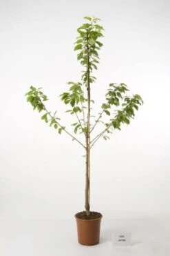 Kersenboom (Prunus Avium 'Hedelfinger Riesenkirsche') 11 Kersenboom (Prunus Avium 'Hedelfinger Riesenkirsche') -Aanbiedingen Groene Hekken Winkel 20080414154743 2