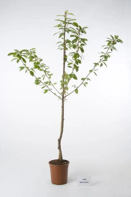 Kersenboom (Prunus Avium 'Merchant') 3 Kersenboom (Prunus Avium 'Merchant')