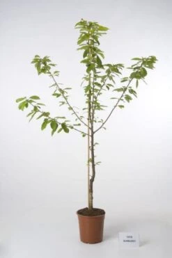 Kersenboom (Prunus Avium 'Hedelfinger Riesenkirsche') 10 Kersenboom (Prunus Avium 'Hedelfinger Riesenkirsche') -Aanbiedingen Groene Hekken Winkel 20080415132858 3