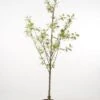 Zure Kers (Prunus Cerasus 'Morel') -Aanbiedingen Groene Hekken Winkel 20080415135220 3
