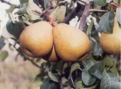 Perenboom (Pyrus Communis 'Beurre Hardy') -Aanbiedingen Groene Hekken Winkel 20080417125526 6 2