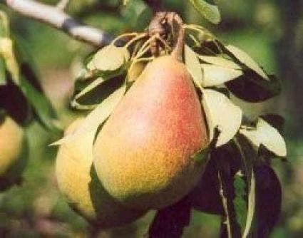 Perenboom (Pyrus Communis 'Clapp's Favourite') 4 Perenboom (Pyrus Communis 'Clapp's Favourite') - Afbeelding 2