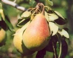 Perenboom (Pyrus Communis 'Clapp's Favourite') -Aanbiedingen Groene Hekken Winkel 20080417130238 6