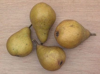 Perenboom (Pyrus Communis 'Gieser Wildeman') 6 Perenboom (Pyrus Communis 'Gieser Wildeman') - Afbeelding 4