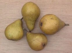 Perenboom (Pyrus Communis 'Gieser Wildeman') -Aanbiedingen Groene Hekken Winkel 20080417131017 6 2