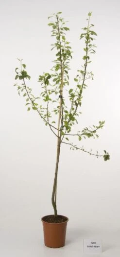 Perenboom (Pyrus Communis 'Saint Remy') -Aanbiedingen Groene Hekken Winkel 20080417135826 5