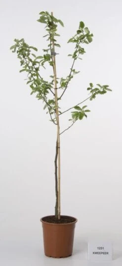 Kweepeer (Cydonia Oblonga) -Aanbiedingen Groene Hekken Winkel 20080417145544 2