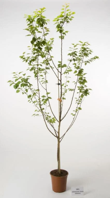 Abrikozenboom (Prunus Armeniaca) 4 Abrikozenboom (Prunus Armeniaca) - Afbeelding 2