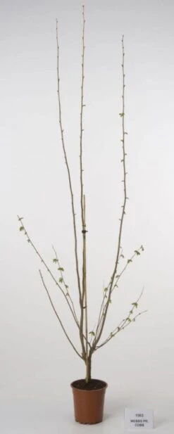 Hazelaar/Hazelnoot (Corylus Avellana 'Webb's Prize Cob') 10 Hazelaar/Hazelnoot (Corylus Avellana 'Webb's Prize Cob') -Aanbiedingen Groene Hekken Winkel 20080417160452 1