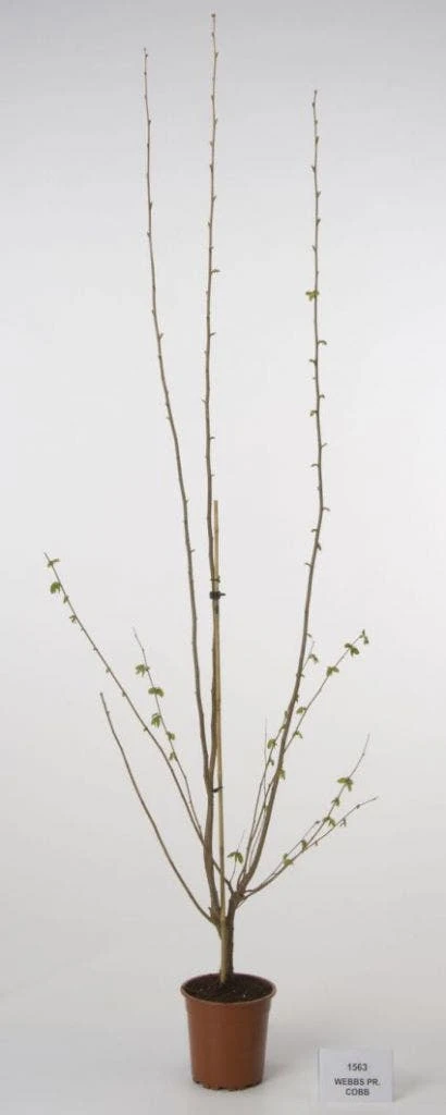 Hazelaar/Hazelnoot (Corylus Avellana 'Webb's Prize Cob') 6 Hazelaar/Hazelnoot (Corylus Avellana 'Webb's Prize Cob') - Afbeelding 4