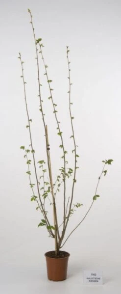 Hazelaar/Hazelnoot (Corylus Avellana 'Webb's Prize Cob') 11 Hazelaar/Hazelnoot (Corylus Avellana 'Webb's Prize Cob') -Aanbiedingen Groene Hekken Winkel 20080417161730 1