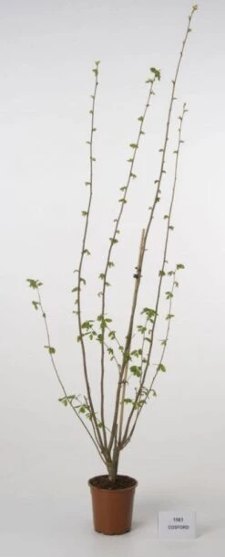 Hazelaar/Hazelnoot (Corylus Avellana 'Webb's Prize Cob') 9 Hazelaar/Hazelnoot (Corylus Avellana 'Webb's Prize Cob') -Aanbiedingen Groene Hekken Winkel 20080417162735 1