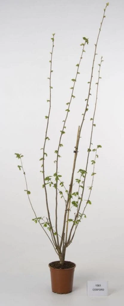 Hazelaar/Hazelnoot (Corylus Avellana 'Webb's Prize Cob') 5 Hazelaar/Hazelnoot (Corylus Avellana 'Webb's Prize Cob') - Afbeelding 3