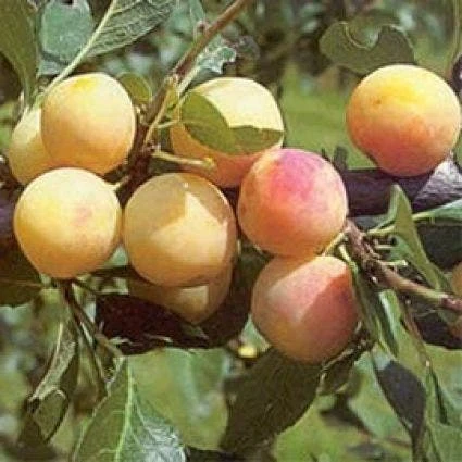 Pruimenboom (Prunus Domestica 'Mirabelle De Nancy') 4 Pruimenboom (Prunus Domestica 'Mirabelle De Nancy') - Afbeelding 2