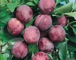 Pruimenboom (Prunus Domestica 'Opal') -Aanbiedingen Groene Hekken Winkel 20080513133956 3