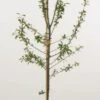 Pruimenboom (Prunus Domestica 'Avalon') -Aanbiedingen Groene Hekken Winkel 20080513141251 2