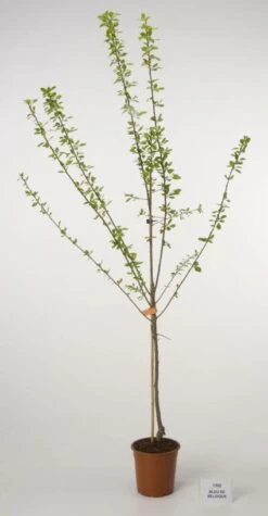 Pruimenboom (Prunus Domestica 'Bleu De Belgique') -Aanbiedingen Groene Hekken Winkel 20080513142610 4