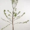 Pruimenboom (Prunus Domestica 'Ontario') -Aanbiedingen Groene Hekken Winkel 20080513144244 2