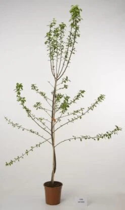 Pruimenboom (Prunus Domestica 'Ontario')