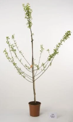 Pruimenboom (Prunus Domestica 'Reine Claude Verte') -Aanbiedingen Groene Hekken Winkel 20080513145729 5 1