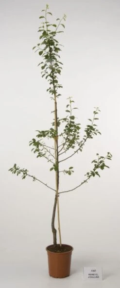 Pruimenboom (Prunus Domestica 'Reine Claude' D'Oullins') 5 Pruimenboom (Prunus Domestica 'Reine Claude' D'Oullins') -Aanbiedingen Groene Hekken Winkel 20080515131120 3