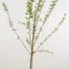 Pruimenboom (Prunus Domestica 'Jubileum') -Aanbiedingen Groene Hekken Winkel 20080515132551 2