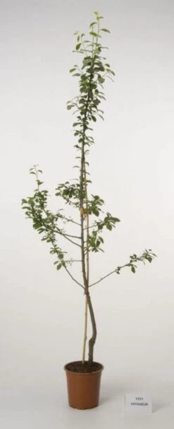Pruimenboom (Prunus Domestica 'Voyageur') -Aanbiedingen Groene Hekken Winkel 20080515133635 2
