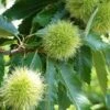 Tamme Kastanje (Castanea Sativa) -Aanbiedingen Groene Hekken Winkel 20080516142129 13 1