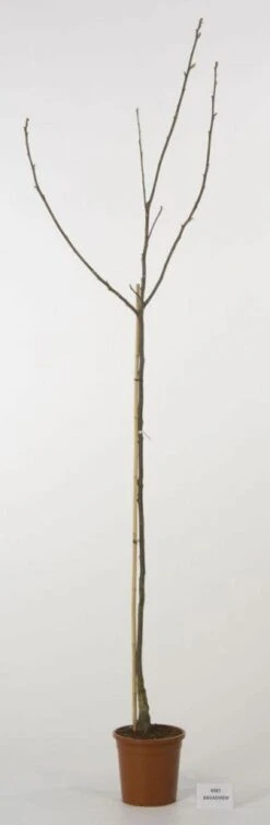 Walnoot (Juglans Regia 'Broadview') -Aanbiedingen Groene Hekken Winkel 20080516144158 4