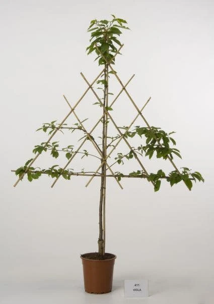 Lei-Kers (Prunus Avium 'Viola') 3 Lei-Kers (Prunus Avium 'Viola')