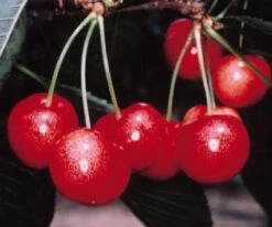 Lei-Kers (Prunus Avium 'Sunburst') 7 Lei-Kers (Prunus Avium 'Sunburst') -Aanbiedingen Groene Hekken Winkel 20080519135155 1