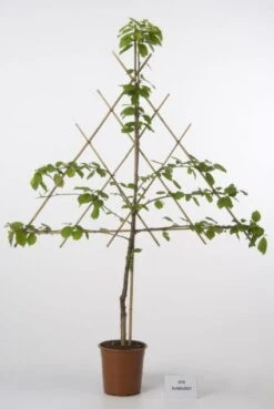 Nieuwe uitgaven -Aanbiedingen Groene Hekken Winkel 20080519135332 1