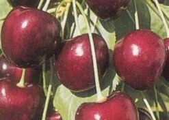 Lei-Kers (Prunus Avium 'Kordia') -Aanbiedingen Groene Hekken Winkel 20080519140042 1 1