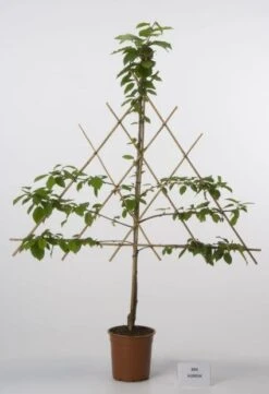 Lei-Kers (Prunus Avium 'Kordia') -Aanbiedingen Groene Hekken Winkel 20080519140144 1