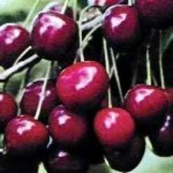 Lei-Kers (Prunus Avium 'Dubbele Meikers') -Aanbiedingen Groene Hekken Winkel 20080519140457 1