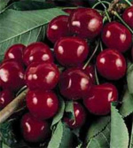 Lei-Kers (Prunus Avium 'Burlat') 4 Lei-Kers (Prunus Avium 'Burlat') - Afbeelding 2