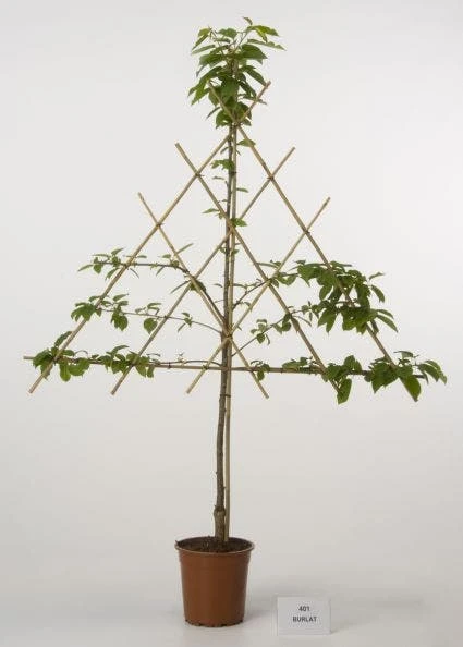 Lei-Kers (Prunus Avium 'Burlat') 3 Lei-Kers (Prunus Avium 'Burlat')