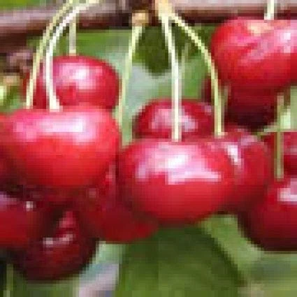 Lei-Kers (Prunus Avium 'Regina') 4 Lei-Kers (Prunus Avium 'Regina') - Afbeelding 2