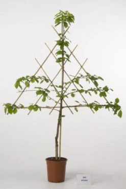 Lei-Kers (Prunus Avium 'Regina')