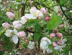 Sierappel (Malus 'Evereste') -Aanbiedingen Groene Hekken Winkel 20080519145038 10 1